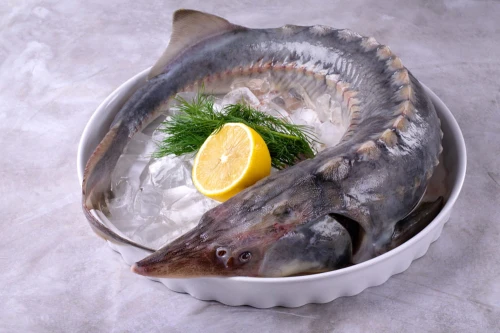 Świeży jesiotr syberyjski patroszony w całości, ok. 4,5 kg – Rarytasy Dolnośląskie